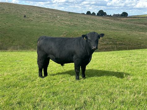 Aberdeen Angus maso